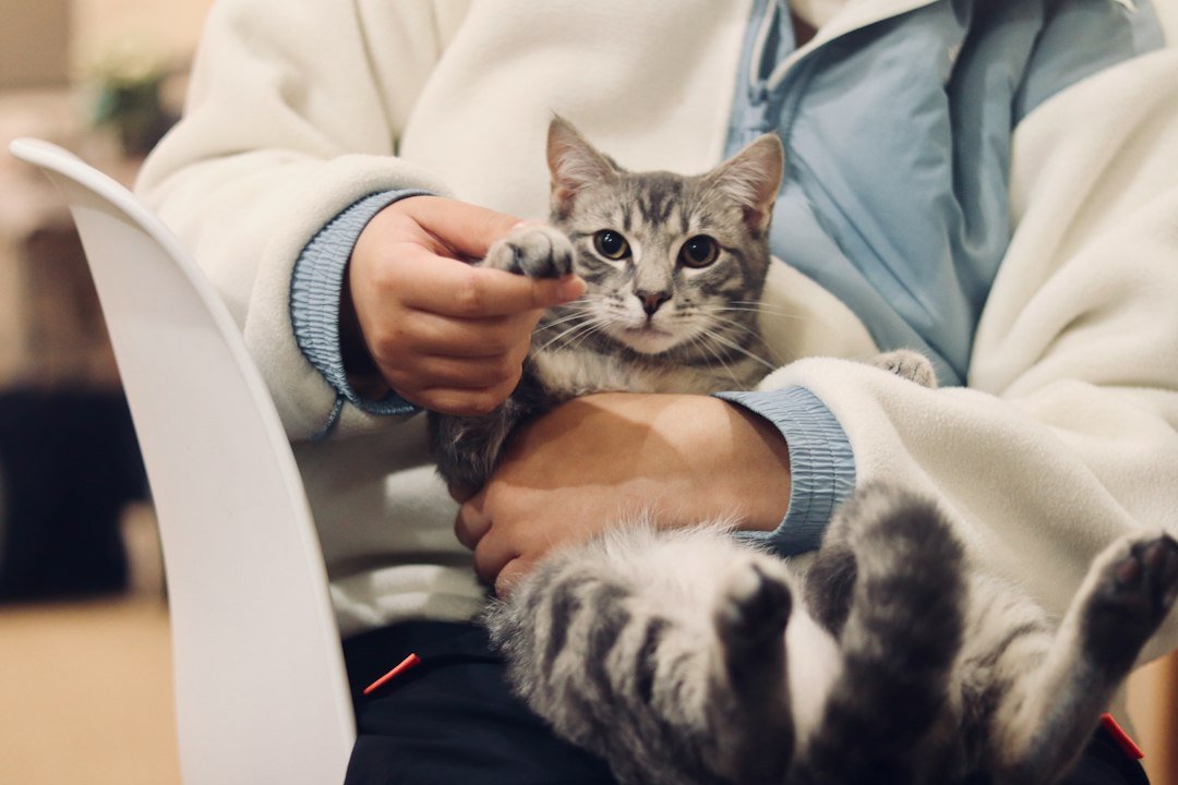 Veterinarian examining a cat