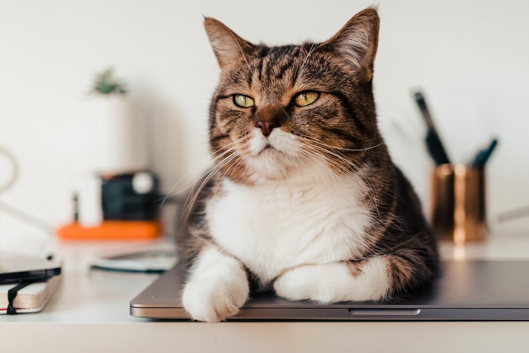 Cat beside veterinary documents