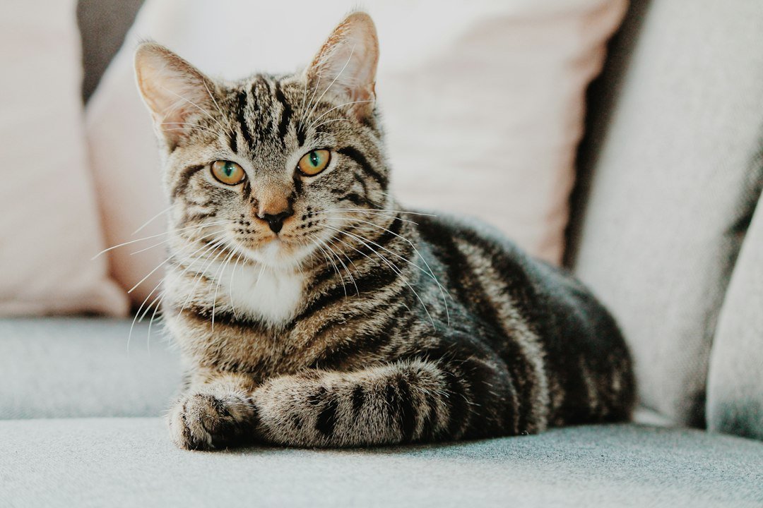 Cat insurance paperwork