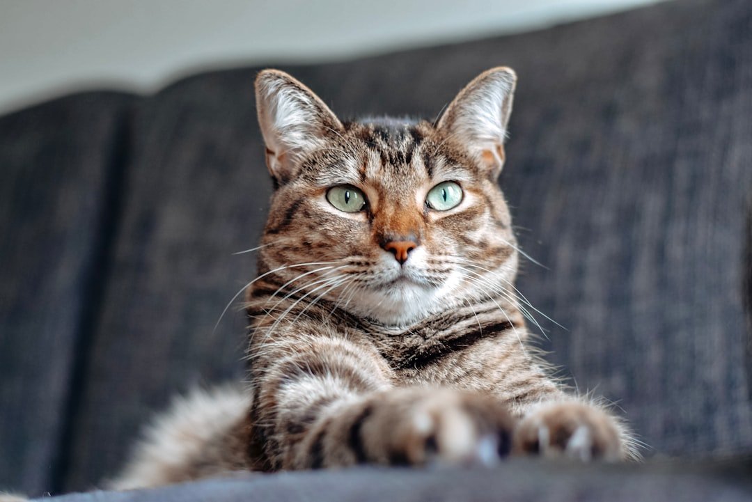 Cat owner reviewing cat insurance information