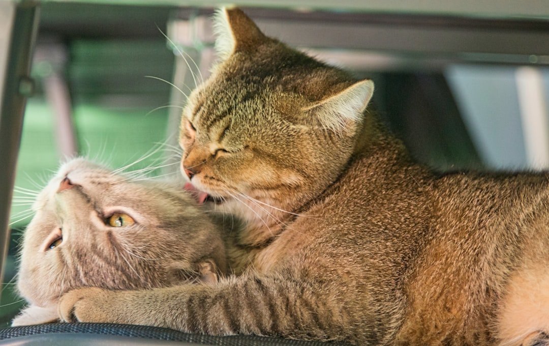 Cat receiving home grooming
